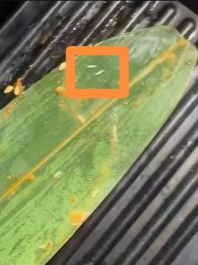 大盈家 烤肉店吃出活蛆？四川江油市监局：排除人为带入店，已立案调查