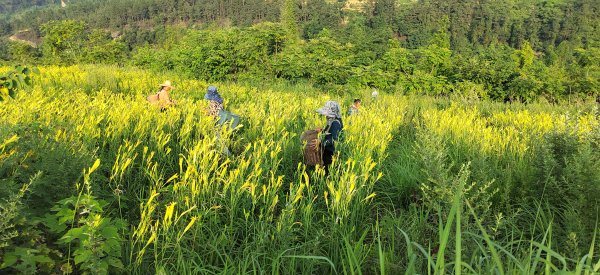 优配良品 多部门出手助农，三天卖出上千斤！四川威远黄花菜滞销问题缓解｜云求助