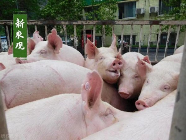 金来源 饲料又涨了, 养猪又要大洗牌!